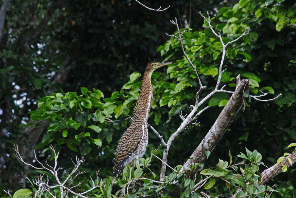 Parc national de Tortuguero