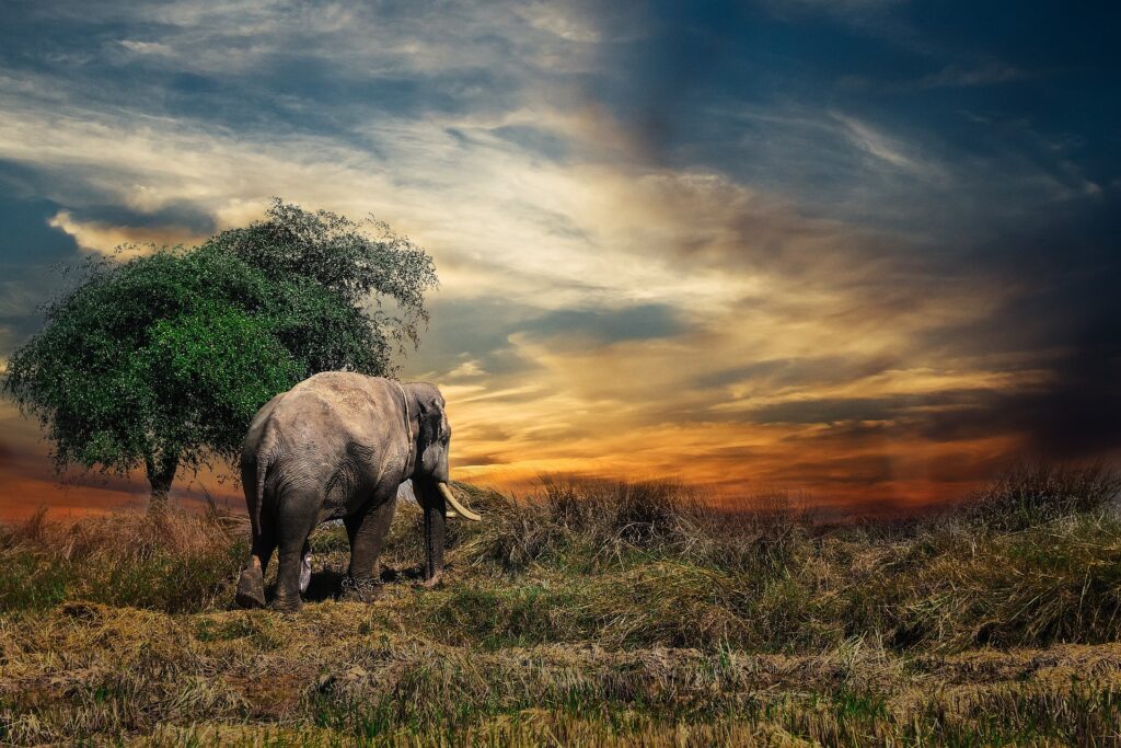 Safari en Afrique