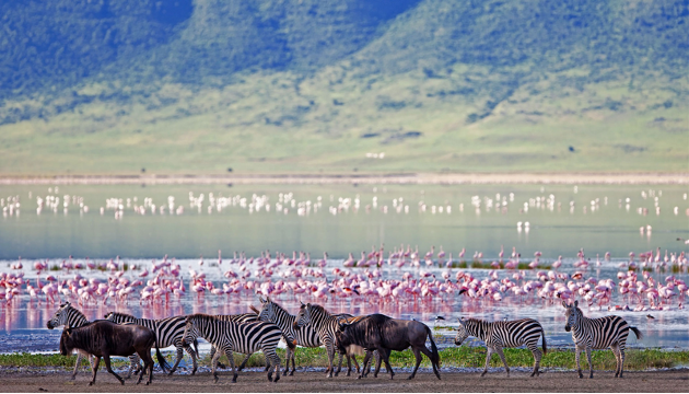 Safari en Afrique