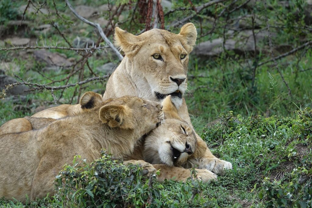 Safari au Kenya