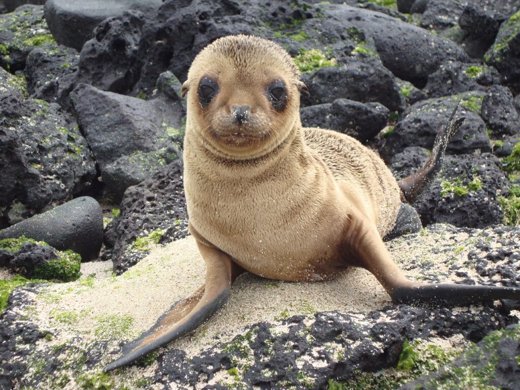 sea-lion