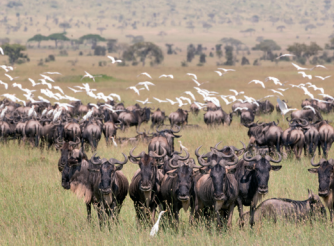 Serengeti