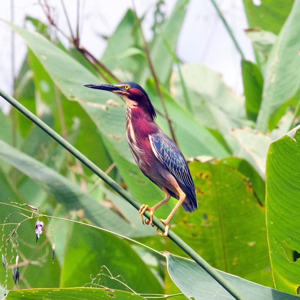 Parc national de Corcovado, le paradis des oiseaux
