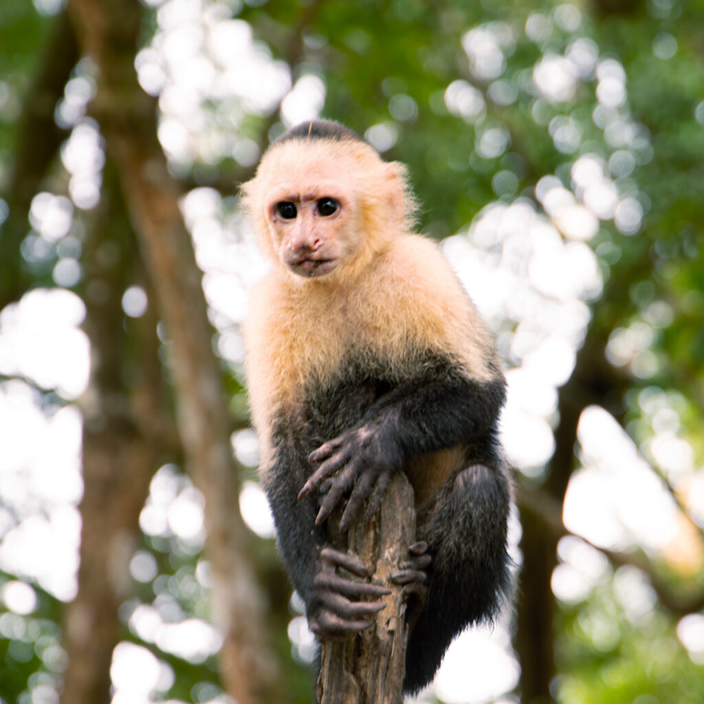 Singe a face blanche - Parc national Manuel Antonio