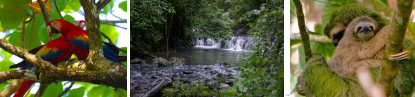 parc Corcovado, faune sauvage, randonnée jungle, expérience écotourisme