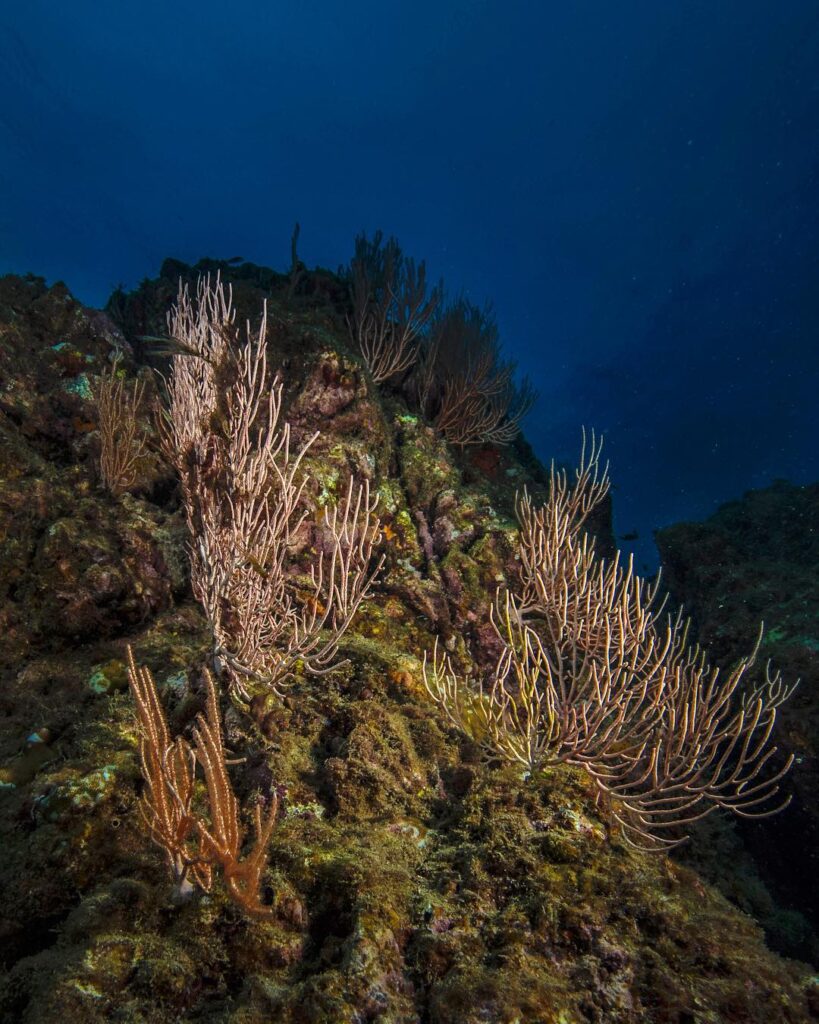 Vie marine Péninsule de Osa