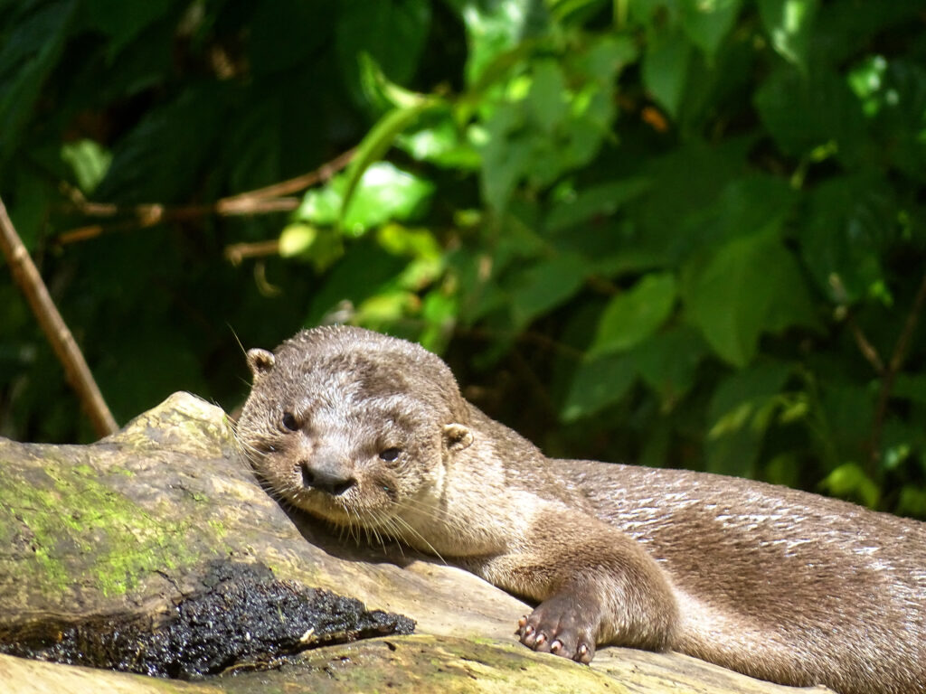 Tortuguero, nature, bateau, randonnée, loutre de mer, animaux