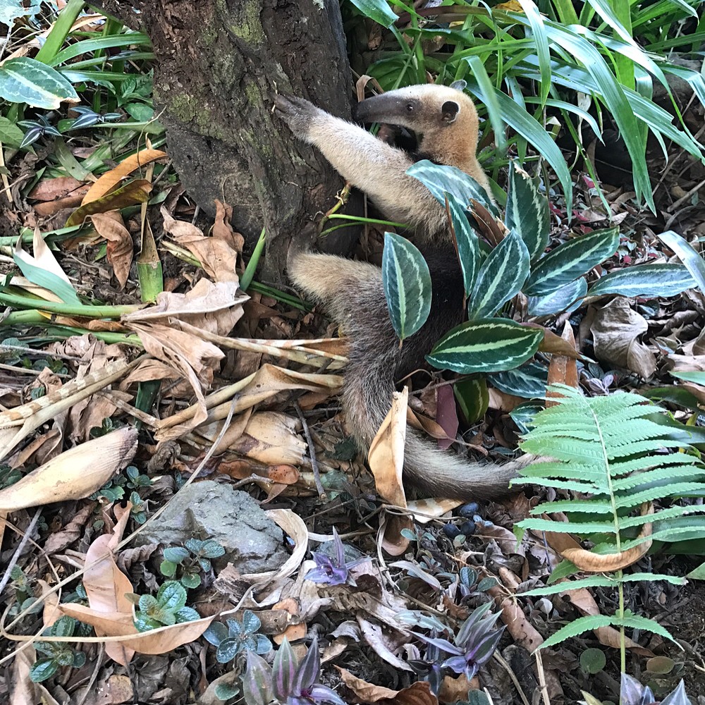 Parc national de Corcovado