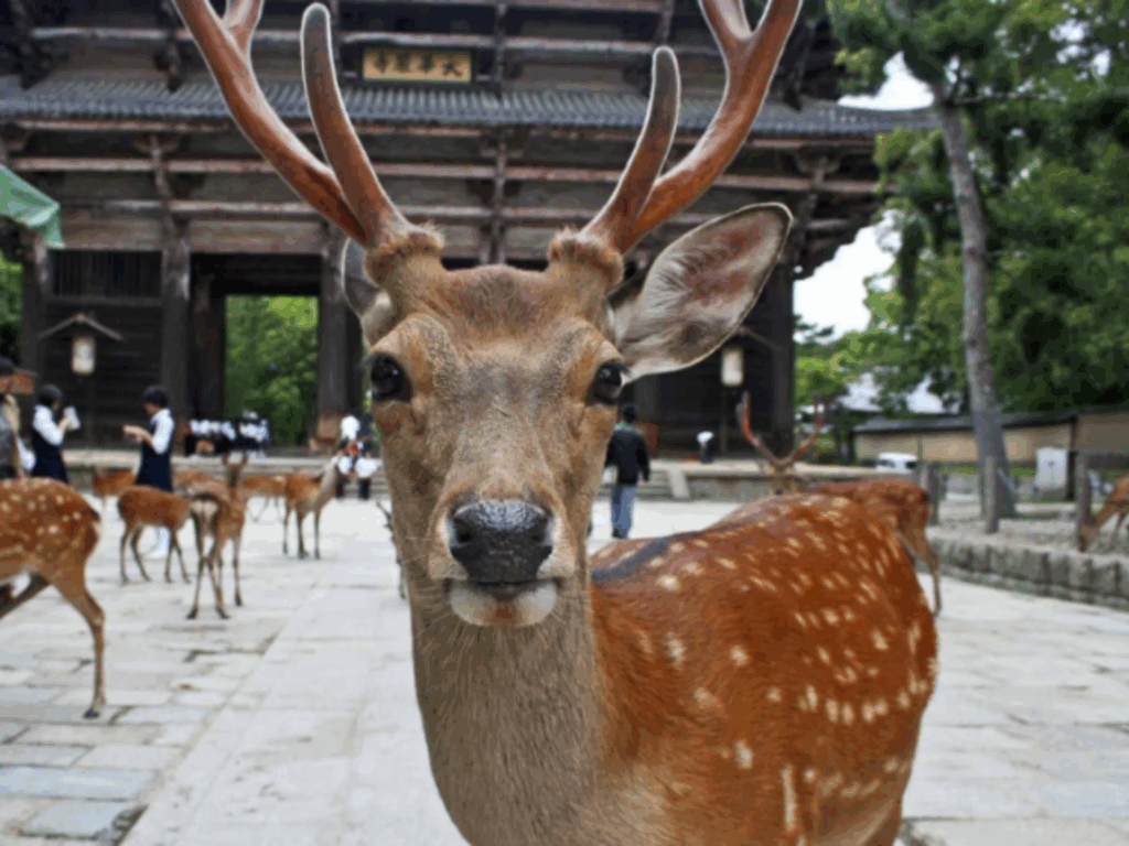Les incontournables du Japon