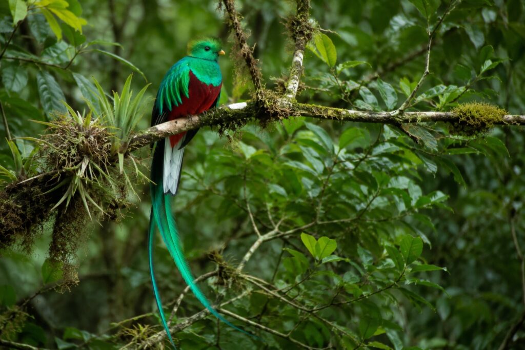Quetzal resplendissant perché dans la forêt nuageuse du Biotope du Quetzal au Guatemala lors du Circuit Guatemala Aventure