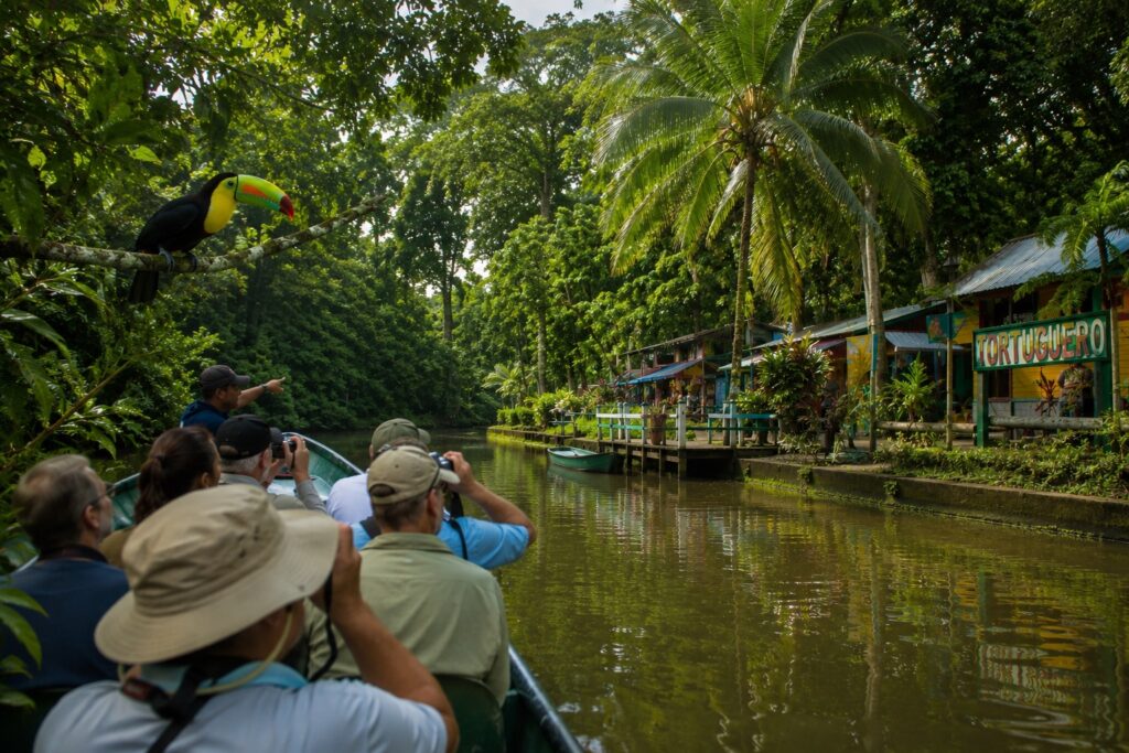 Excursion en bateau sur les canaux du parc national Tortuguero avec un toucan dans la forêt tropicale du Costa Rica.